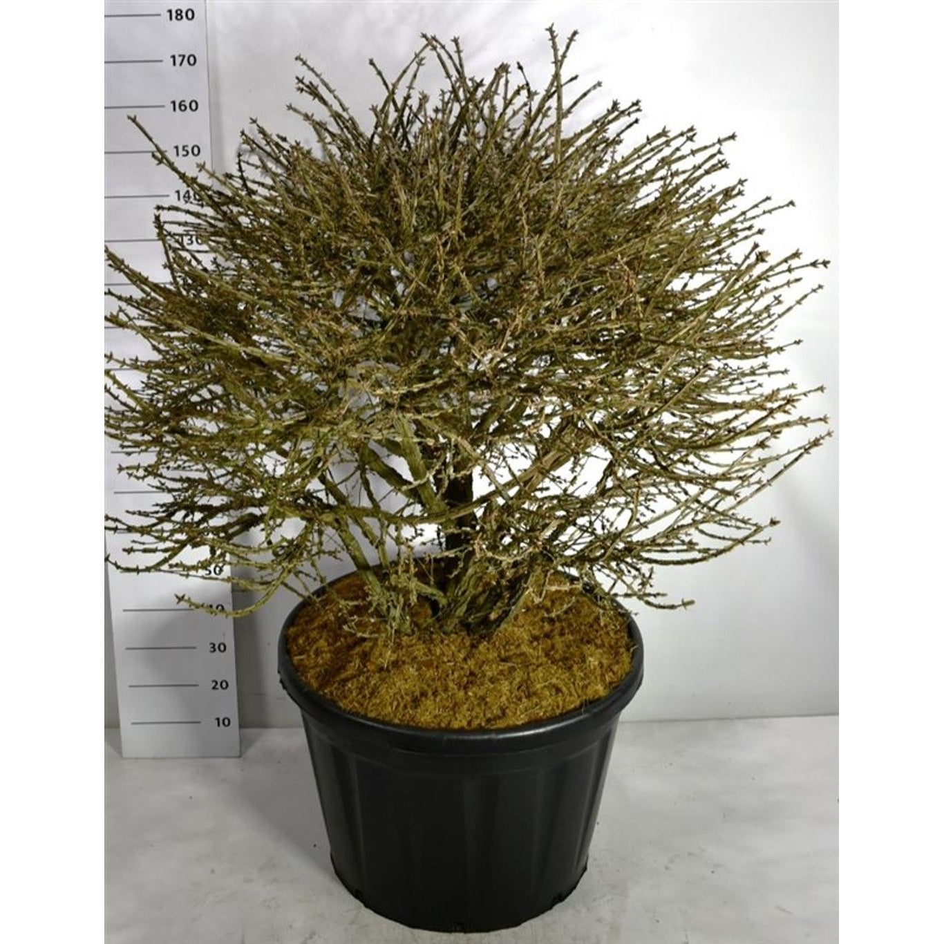 Vingbenved – Euonymus alatus - 120-130 CM Ball C180